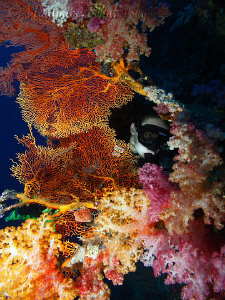 Exploring the colors of soft corals. by Vladimir Levantovsky 